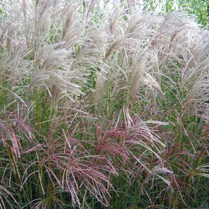 miscanthus-sinensis-grosse-fontaine