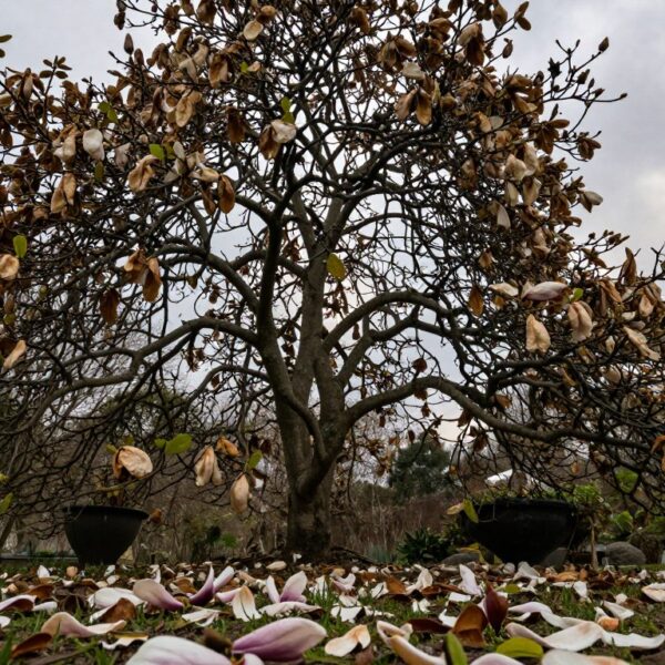 Czego nie lubi magnolia