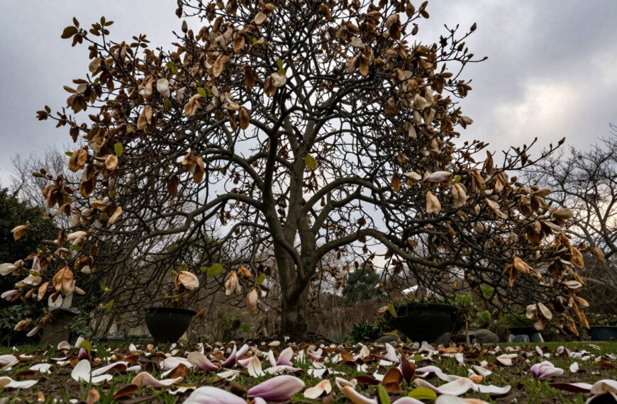 Czego nie lubi magnolia