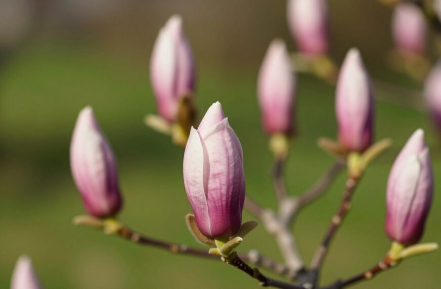 Dlaczego magnolia nie kwitnie