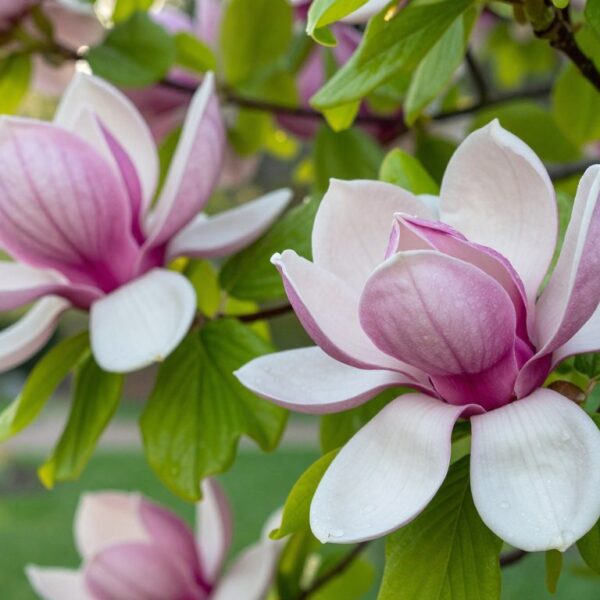 Jak dbać o magnolię, żeby co roku zachwycała kwitnieniem
